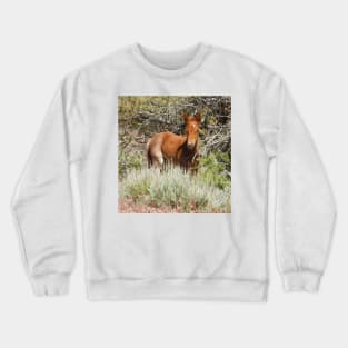 Wild Horse, foal, wildlife, Precious Babe Crewneck Sweatshirt